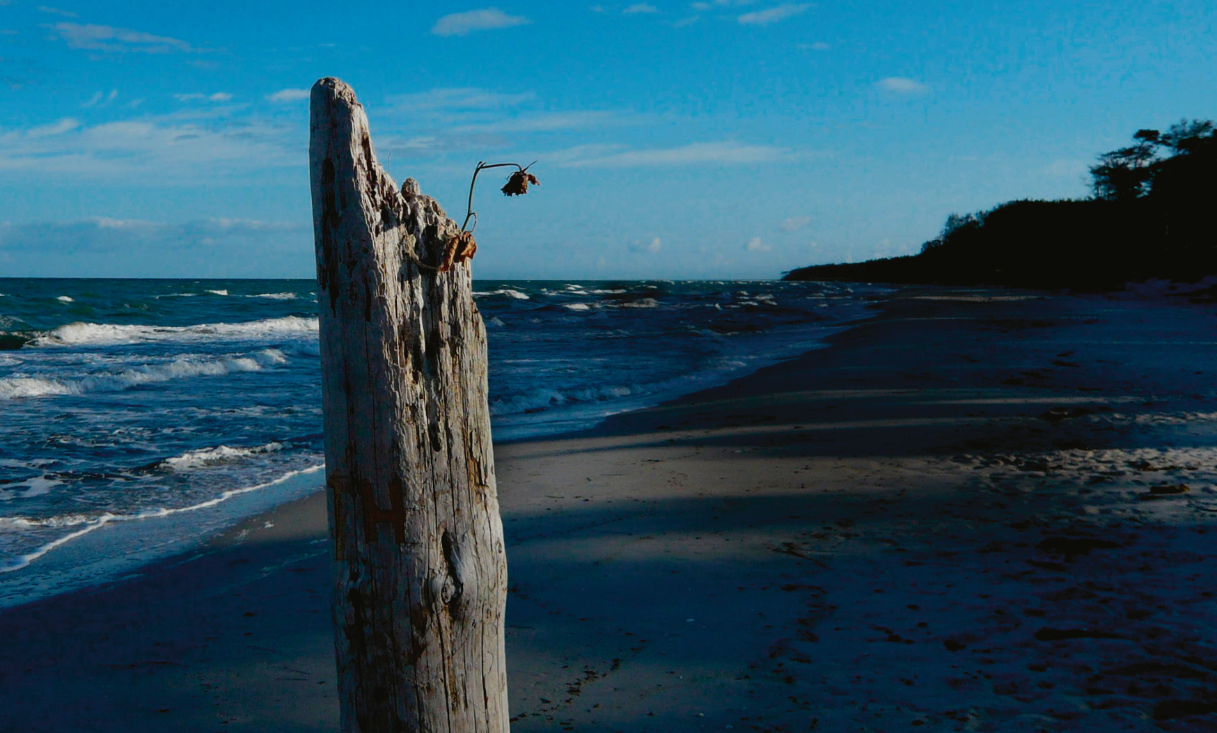 Treibholzpfosten am dunklen Weststrand