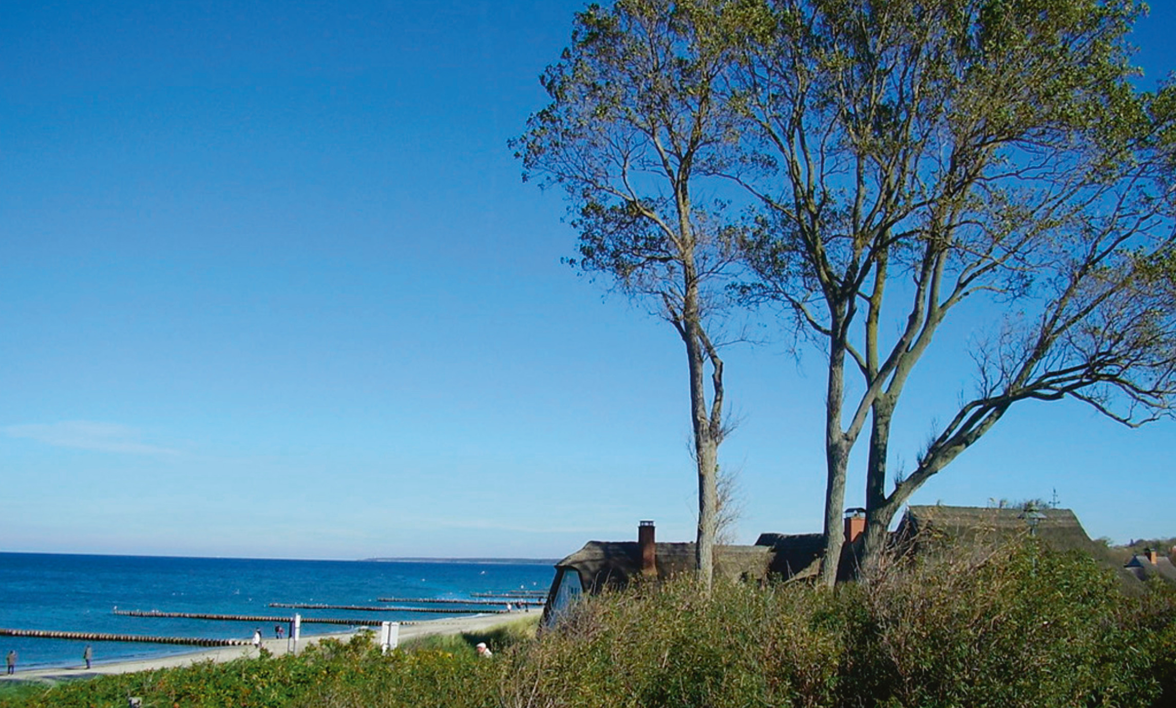 Blick über die Dünen mit zwei Bäumen auf die Ostsee